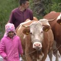 Tijana (9) je kao i sve devojčice, samo što vodi računa o četiri krave: Mala pastirica putuje svakog dana 8 km do škole…