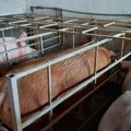 Bolest afričke kuge svinja potvrđena u 1.218 gazdinstava u Srbiji