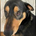 Veterinar hteo da ubije zdravog psa u Borči! Spasili ga nekoliko trenutaka pre uspavljivanja: Sada mu preti 3 godine zatvora