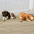 Za odštetu otišlo 10 miliona dinara: Psi lutalice prazne lozničku gradsku kasu