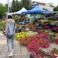 Poslednja ovogodišnja prolećna Cvetna pijaca u petak i subotu u Novom Sadu