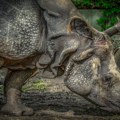 Ugroženi crni nosorozi preseljeni iz Južne Afrike u Mozambik