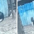 Uznemirujuće Snimljen brutalni napad pernate grdosije: Žena je jedva preživela gaženje i udarce