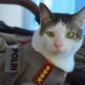 Пратња за првог мачка Индонезије: Државно обезбеђење за "Бобија", љубимца председника Прабова Субијанта