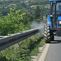 U Užicu u toku suzbijanje ambrozije