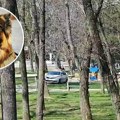 "Vlasnik može da napravi zver": Vaterinar otkrio ko je odgovoran kada pas napadne i kolike su kazne propisane