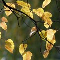 Spremite jakne za ponedeljak! Rhmz prognozira promenljivo oblačno i sveže, ujutru samo osam stepeni