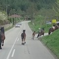 Krdo konja pravi haos Meštani sela kod Kraljeva plaše se da izađu iz kuće: "Uništavaju sve!"; zvali i policiju u pomoć