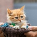 Права мала драма у Цвијићевој: Маче остало заробљено на дрвету, уследила је акција за памћење