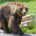 (VIDEO) Ljudi misle da je ovo čovek obučen u medveda, u zoološkom vrtu tvrde da nije