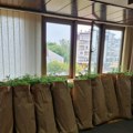 Akcija "Plantaža 2023": Policija zaplenila 172 kilograma indijske konoplje, uhapšen muškarac u Loparama (foto)