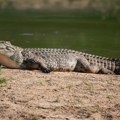 Strašni predator napao pecaroša Ogromni krokodil širom otvorenih čeljusti uskočio u čamac!