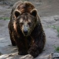 "Imamo medvede koji su budni, a ima i onih koji spavaju" Po narodnom verovanju oni na Sretenje određuju kakvo nas vreme čeka