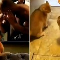 Učio od najboljih: Hit snimak mačeta koje boksuje, odradio trening ispred televizora, a onda otišao da se bije