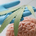 Nova istraživanja: Nema dokaza da marihuana leči anksioznost i depresiju