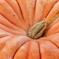 Takmičenje uzgajivača bundeva: Najveća imala 945 kg