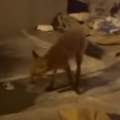 Još jedna lisica u Beogradu? Evo gde je sada viđena (video)