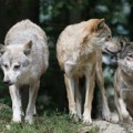 Mutirani vukovi oko Černobilja razvili otpornost na rak