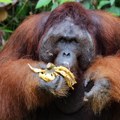 Nikad do sada viđeno – orangutan zalečio ranu melemom koji je napravio od biljaka