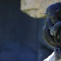 Ožalošćena majka šimpanza mesecima se ne odvaja od mrtvog mladunčeta