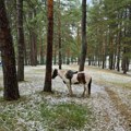 „Slika i prilika društva“: Konjić ostavljen vezan za drvo tokom žestokog nevremena na Zlatiboru (FOTO)