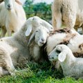 Virus plavog jezika napada ovce i koze Zaraza planula u Grčkoj, može biti smrtonosna evo ko je prenosilac