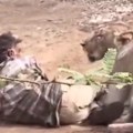 Jeziv ali neverovatan snimak kruži mrežama! Stočara napala lavica - spasio se onog trenutka kad je počeo da je mazi (video)