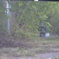 Neobični gosti iznenadili stanovnike Detroita: Pojavili se niotkuda, a onda je počela potera ulicama grada (video)