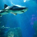 Kao u filmu "Sharknado": Ajkula usred poplave doplivala u stambeno naselje (video)