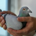 Konačno na slobodi Policija pustila goluba osumnjičenog da špijunira za Kinu