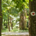 Gubimo bogatstvo! Nestaju poslednje divlje orhideje sa Fruške gore zbog ljudske pohlepe