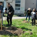 Od 12 odeljenja po "drvo generacije": Ekološka akcija učenika Poljoprivredne škole u Negotinu