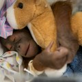 Rođeno mladunče bornejskog orangutana, kritično ugrožene vrste