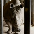Životinje: Vantelesna oplodnja nosoroga - hoće li biti sačuvana retka vrsta