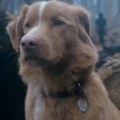 Horor, ali kroz oči psa: Film nije ni izašao a već ima savršenu ocenu, kažu da je naslov godine