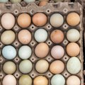 Jaja neobične boje kriju tajnu dobrog zdravlja: Imaju 30 odsto manje holesterola