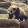 Zoo vrt Taman Safari predstavio prvo mladunče džinovske pande rođeno u Indoneziji