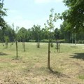 Milion dinara za pošumljavanje kompleksa „Čika Dača“