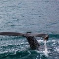 Island: Policija traži deportaciju za 21 aktivistu uhapšenih tokom lova na kitove