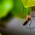 Suzbijanje komaraca u Beogradu u subotu i nedelju između 3.30 i 7 časova