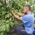 Plata i do 180.000 dinara, a berača nema: Zašto voćari u Srbiji sve teže nalaze radnike
