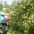 U LIMSKOJ DOLINI MALINA OD 150 DO 220 DINARA: Beru sami, nema para za radnike