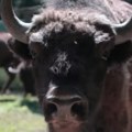 Tužne vesti sa fruške gore Uginuo bizon Đuka
