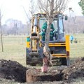 "Зеленило" наставило садњу у Лиманском парку, биће богатији за 205 нових стабала