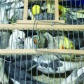 Srbin "pao" na carini sa 47 papagaja: Više od 10 ptica stavljao u jedan kavez