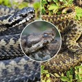 Oprez zbog zmija otrovnica! U Srbiji postoje 3 vrste, možete ih ovako prepoznati
