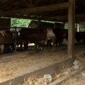 Ko u Srbiji vodi najbolje gazdinstvo u oblasti mlekarstva?