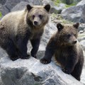 Dva medveda pobegla iz svog prostora u Zoo vrtu, odjurili da se najedu meda