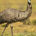 Bip-bip! Emu pobegao s farme i oborio čoveka na seoskom putu u Devonu, letelo je perje