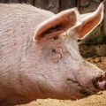 Sanirano pet žarišta afričke kuge svinja na području Čente, ali opasnost nije otklonjena